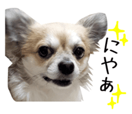 Chihuahuadog_maro sticker #14704702