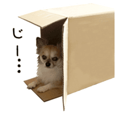 Chihuahuadog_maro sticker #14704703