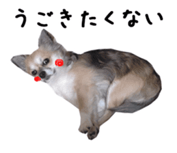 Chihuahuadog_maro sticker #14704704