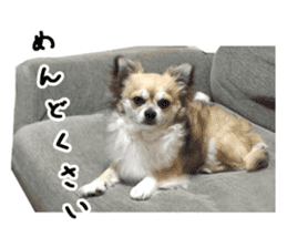Chihuahuadog_maro sticker #14704705
