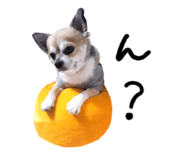 Chihuahuadog_maro sticker #14704706