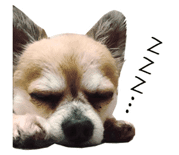 Chihuahuadog_maro sticker #14704708