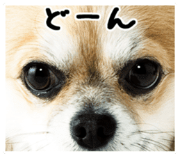 Chihuahuadog_maro sticker #14704709