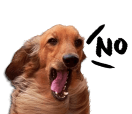 QD Life sticker #14705711