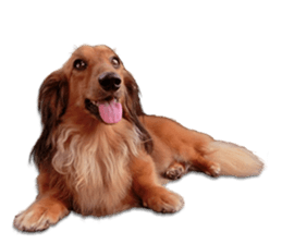 QD Life sticker #14705715