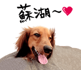 QD Life sticker #14705716