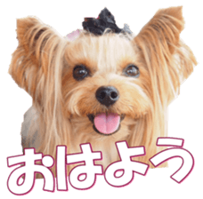 yorkiefan2 sticker #14707598