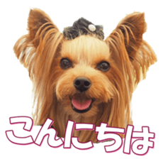 yorkiefan2 sticker #14707599