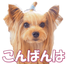 yorkiefan2 sticker #14707600