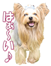 yorkiefan2 sticker #14707601