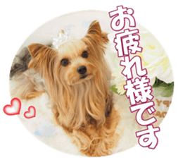 yorkiefan2 sticker #14707602