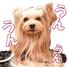 yorkiefan2 sticker #14707603