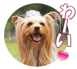 yorkiefan2 sticker #14707604