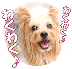 yorkiefan2 sticker #14707605