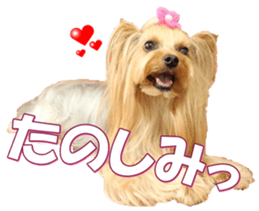 yorkiefan2 sticker #14707606