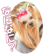 yorkiefan2 sticker #14707607