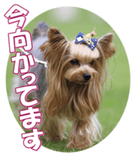 yorkiefan2 sticker #14707608