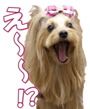 yorkiefan2 sticker #14707609