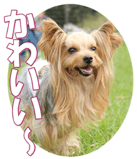 yorkiefan2 sticker #14707610