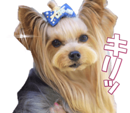 yorkiefan2 sticker #14707611