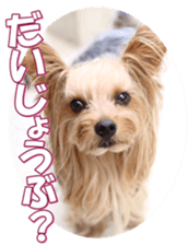 yorkiefan2 sticker #14707612