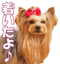 yorkiefan2 sticker #14707613