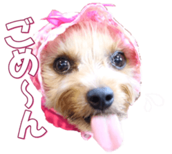 yorkiefan2 sticker #14707614