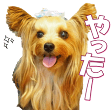 yorkiefan2 sticker #14707615