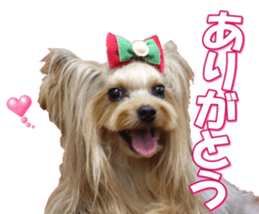 yorkiefan2 sticker #14707616