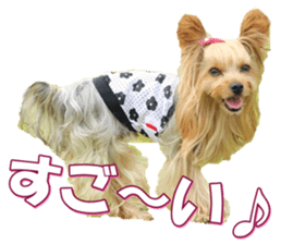 yorkiefan2 sticker #14707617