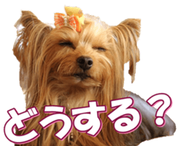 yorkiefan2 sticker #14707618