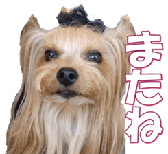 yorkiefan2 sticker #14707619