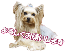 yorkiefan2 sticker #14707620