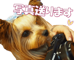 yorkiefan2 sticker #14707621