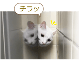 There are a lot of cats 2. sticker #14708003