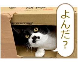 There are a lot of cats 2. sticker #14708013