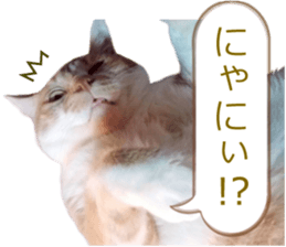 There are a lot of cats 2. sticker #14708014