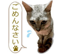 There are a lot of cats 2. sticker #14708017