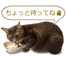 There are a lot of cats 2. sticker #14708019