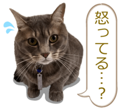 There are a lot of cats 2. sticker #14708035