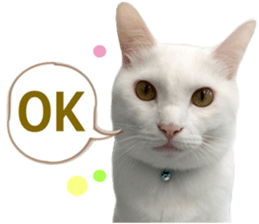 There are a lot of cats 2. sticker #14708037