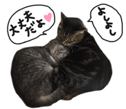 My cat Sticker for lovers. sticker #14709312