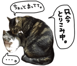 My cat Sticker for lovers. sticker #14709313