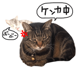 My cat Sticker for lovers. sticker #14709315