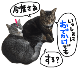 My cat Sticker for lovers. sticker #14709316