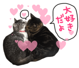 My cat Sticker for lovers. sticker #14709317
