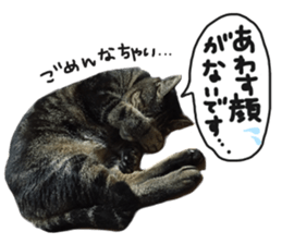 My cat Sticker for lovers. sticker #14709318