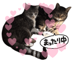 My cat Sticker for lovers. sticker #14709319