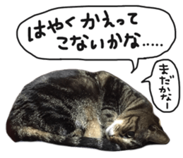 My cat Sticker for lovers. sticker #14709320