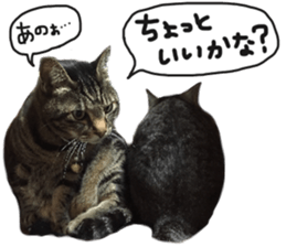 My cat Sticker for lovers. sticker #14709321